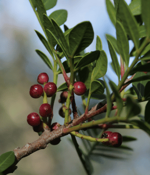 Mastic - Spices That Start With M