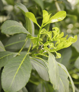Mate - Herb That Begins With M