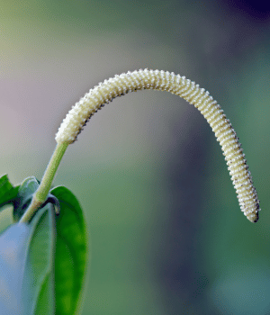 Matico - Herb That Begins With M
