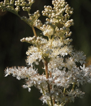 Meadowsweet - Herb That Begins With M