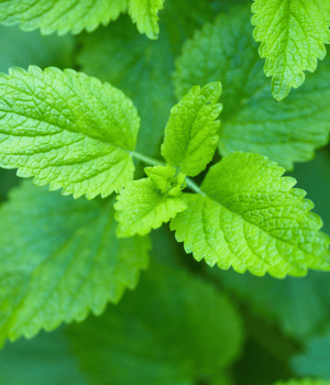 Melissa - Herb That Begins With M