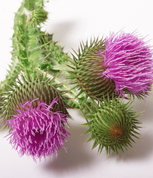 Milk Thistle - Herb Starting With M