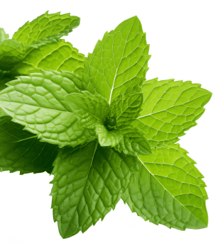 Mint - Herb Starting With M