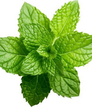 Mint - Spice Names Begins With M