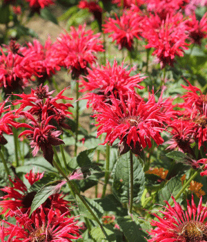 Monarda - Herb Starting With M