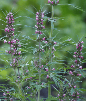 Motherwort - Herb Starting With M