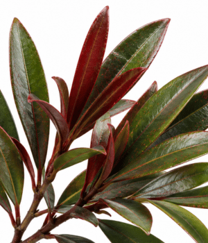 Mountain Horopito - Spice Names Begins With M