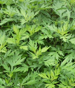 Mugwort - Spice Names Begins With M