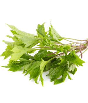 Mugwort herb