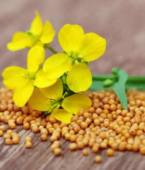 Mustard Seed - Spice Names Begins With M
