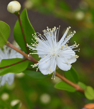 Myrtle - Spice Names Begins With M