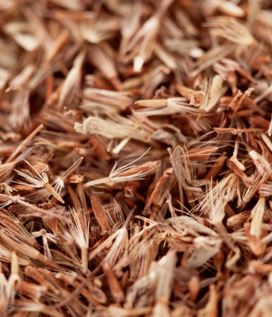 Palmarosa - Herbs That Start with P
