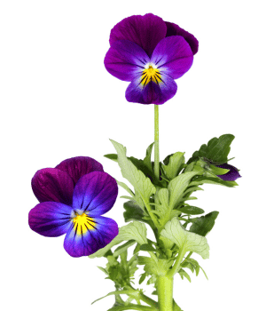 Pansy - Herbs That Start with P