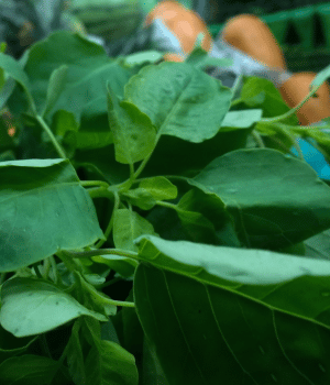 Papalo - Herbs That Start with P