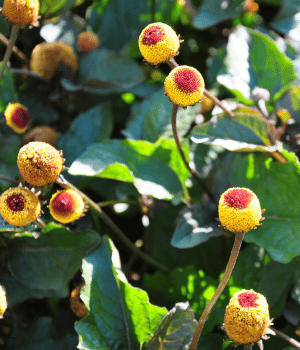Paracress - Herbs That Start with P