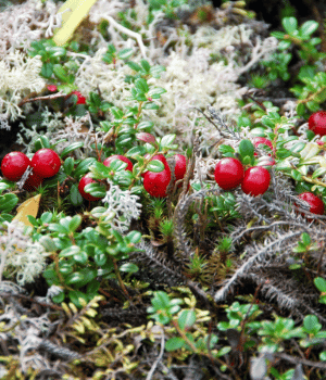 Partridge Berry - Herb Names That Begins with P