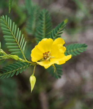 Partridge Pea - Herb Names That Begins with P