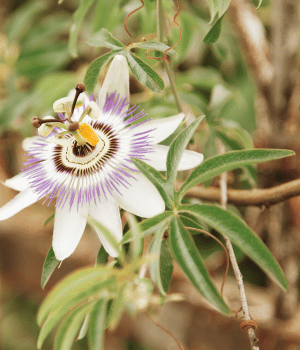Passionflower - Herb Names That Begins with P