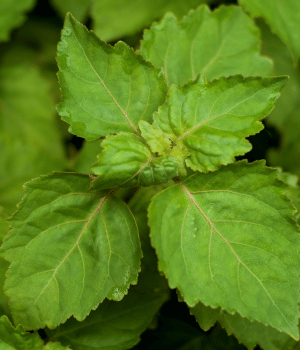 Patchouli - Herb Names That Begins with P