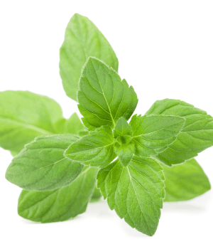 Pennyroyal - Herb Names That Begins with P