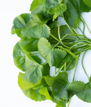 Pennywort - Herb Names That Begins with P