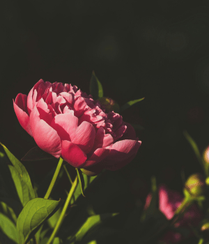Peony