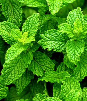 Peppermint - Herb Names That Begins with P