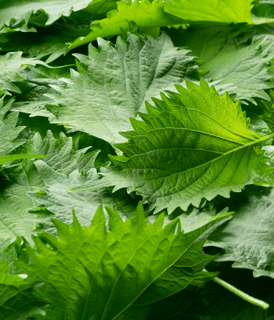 Perilla - Herb Names That Begins with P