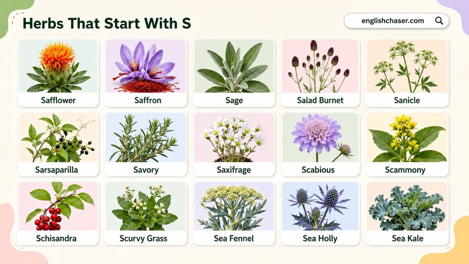 50 Herbs That Start With S: List, Names, Pictures and Uses