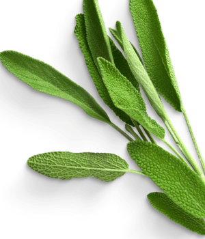 Sage - Herbs That Start With S
