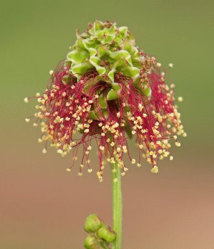 Salad Burnet - Herbs That Start With S