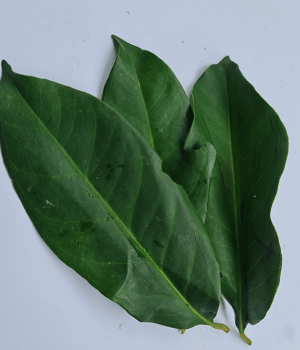 Salam Leaf - Spices that start with S