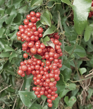 Sarsaparilla - Herbs That Start With S