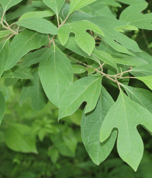 Sassafras - Spices that start with S