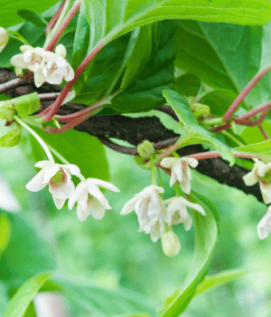 Schisandra - Herbs That Start With S