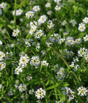 Scurvy Grass - Herb Names Start With S