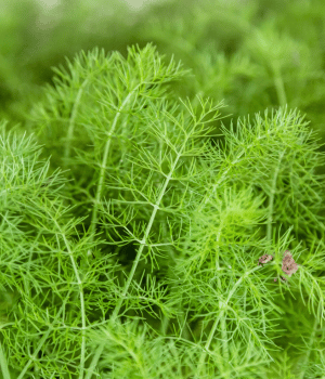 Sea Fennel - Herb Names Start With S