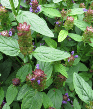 Self-Heal - Herb Names Start With S