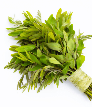 Senna - Herb Names Start With S