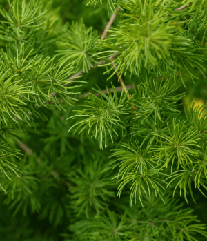 Shatavari - Herbs That Start With S