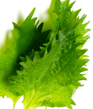 Shiso - Herbs That Start With S