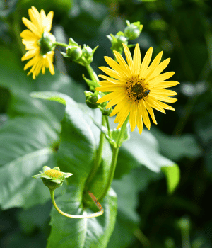 Silphium - Spice Names Begin with S
