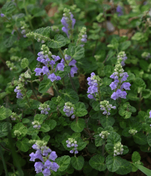 Skullcap