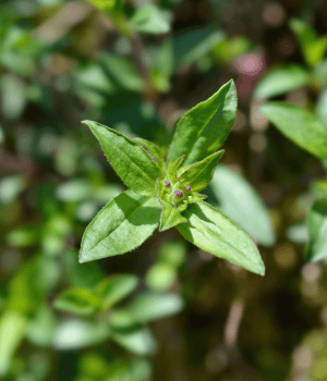 Soapwort - Herb Starting With S