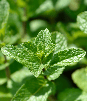 Spearmint - Herb Starting With S