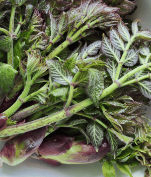 Spikenard - Spices Names Begins with S