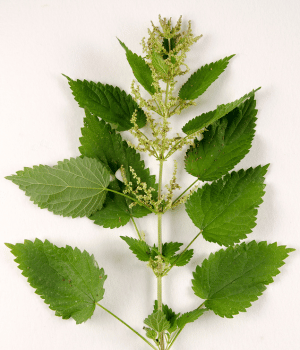 Stinging Nettle - Herb Starting With S