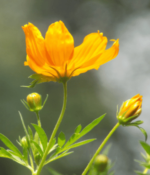 Tagetes - Herb Names Begin With T