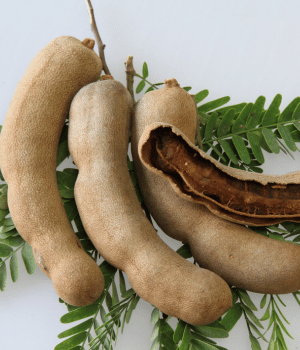 Tamarind - Herbs That Start With T