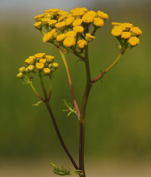 Tansy - Herb Names That Start With T